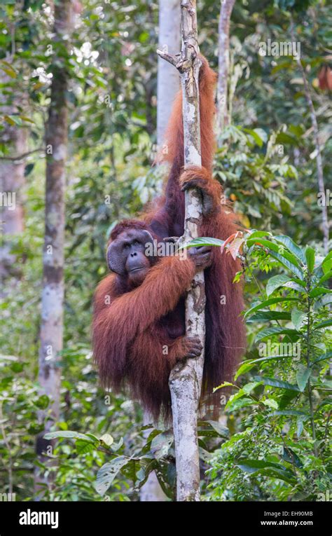 Adult Male Bornean Orangutan Pongo Pygmaeus In A Rainforest Tree