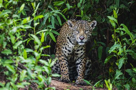 10 Remarkable Rainforest Animals