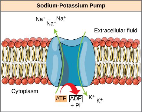 A nucleotide derived from atp with the liberation of energy that is then used in the performance of muscular work 3. ATP: Adenosine Triphosphate | Boundless Biology