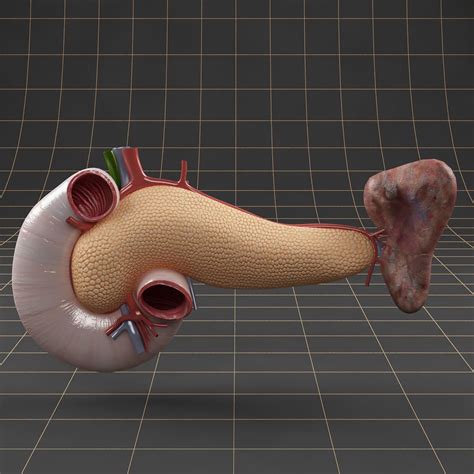 Anatomy Pancreas Duodenum Spleen 3d Model 3d Model Pancreas Model