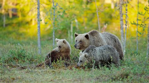 Brown Bears Care For Their Cubs Longer With Hunting Says Sweden Study