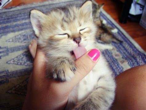 Pin On Kitty Kisses