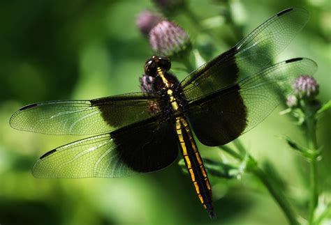 All Of Nature Dragonfly Count At Springbrook