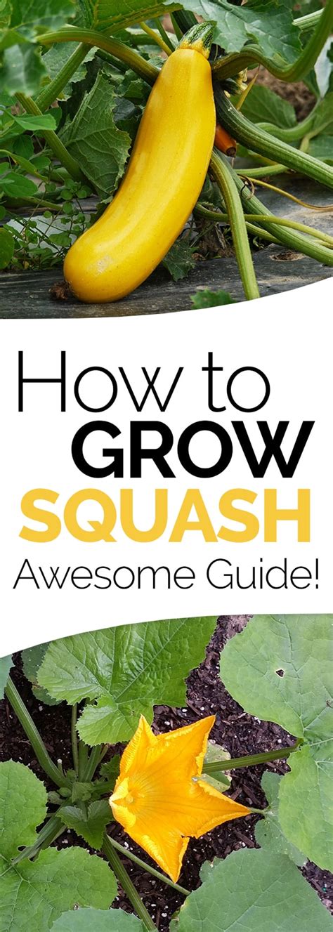 How To Grow Summer Squash