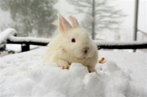 How To Keep Rabbits Warm Protect Rabbits From Sub Freezing Winter