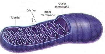 Check spelling or type a new query. The Nucleus of the Cell and Related Organelles
