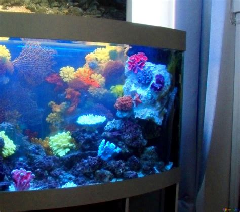 How To Convert Your Aquarium Into A Hydroponic System Garden Lovers