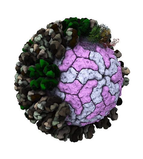 Rotavirus Particle Artwork Photograph By Ramon Andrade Dciencia Pixels