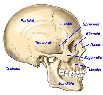 There are 29 bones in the human head. Skull