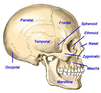 Left inferior maxillary lymph node. Free Skull And Bones, Download Free Clip Art, Free Clip ...