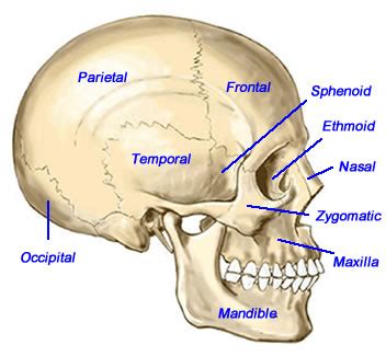 Long bones are mostly located in the appendicular skeleton and include bones in the lower limbs (the tibia, fibula, femur, metatarsals, and short bones are about as long as they are wide. Skull