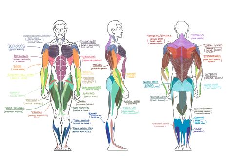 Anatoma