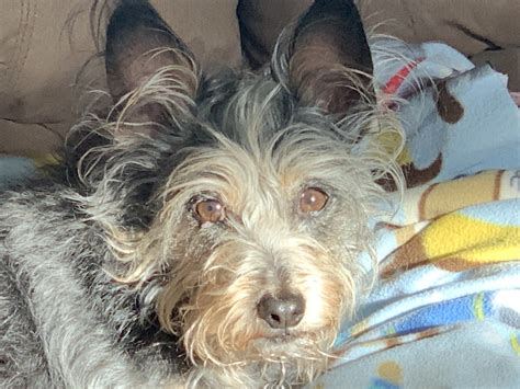 Pets for Adoption at Cooper's Companions Animal Rescue, in Boone, CO