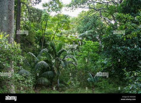Rain Forest New Zealand New Zealand Landscapes Stock Photo Alamy