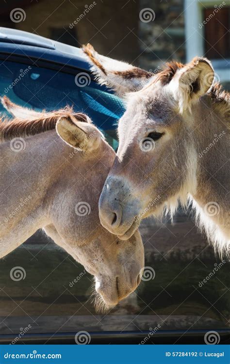 Portrait Of A Couple Of Donkeys Do Cuddles Stock Photo Image Of