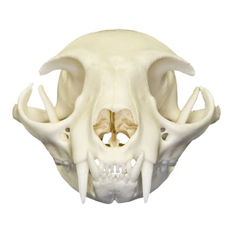Printed on heavy weight hp satin finish paper. Real Domestic Cat Skull | Cat skull, Dog skull, Cat skull ...