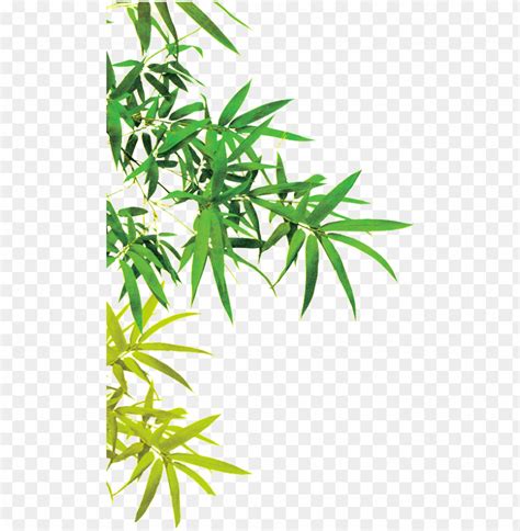 Free Download Hd Png This Graphics Is Beautiful Picture Of Bamboo