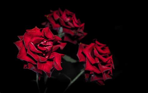Beautiful Wallpaper Red Roses Black Background Images