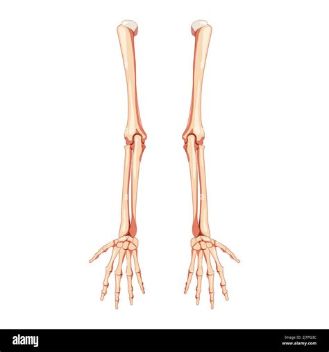 Human Forearms Cut Out Stock Images And Pictures Alamy