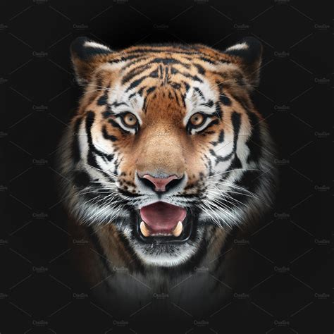Tiger Face On Black ~ Animal Photos ~ Creative Market