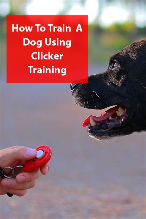Using Clicker Training To Train Your Dog Dogs Training Your Dog