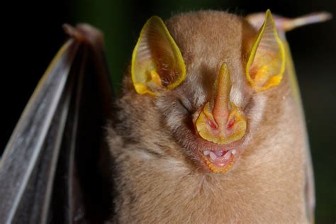 Leaf Nose Bat Of Equador Weird Animals Curious Creatures Bat Species