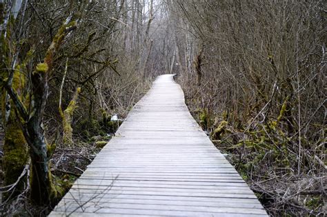 Free Images Tree Water Forest Path Wilderness Winter Plant