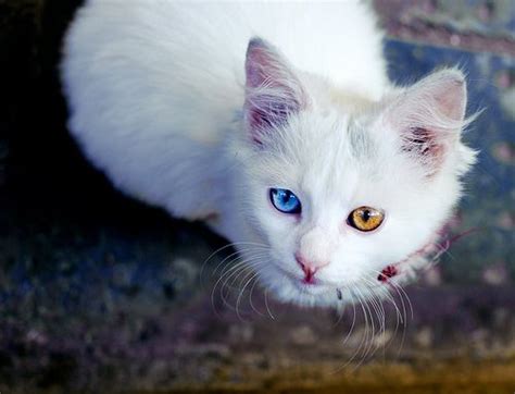 68 Best Images About Heterochromia Cats On Pinterest Cats Different