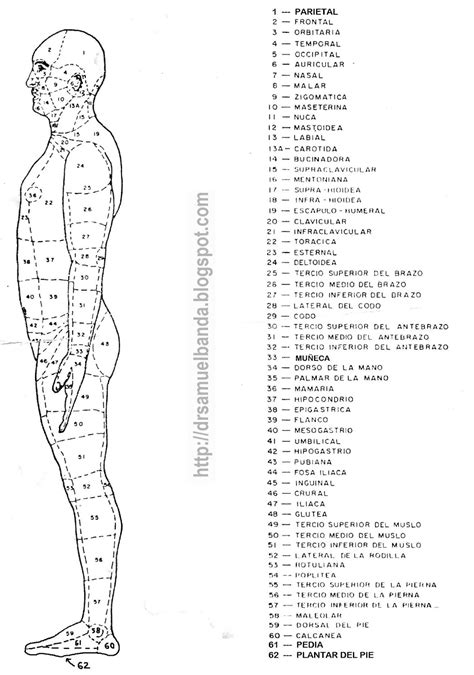 Regiones Del Cuerpo Anatomia Kulturaupice