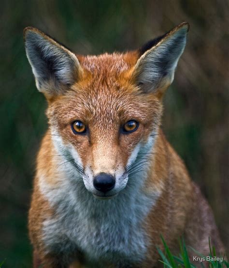 Red Fox Portrait By Krys Bailey Redbubble