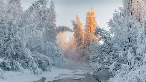 Wallpaper Winter Forest Snow Trees 4k Nature 23950
