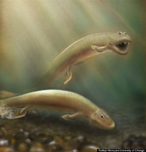 Ancient Fish With Legs Tiktaalik Roseae May Be Missing Evolutionary