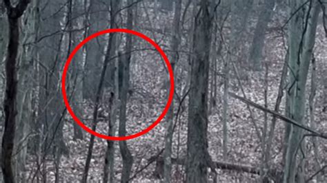 Men Claim They Filmed Bigfoot In Ohio Park Au