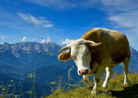 The cows grazing peacefully in the vicinity of new zealand's farming science research institute agresearch look much like any other. Cow Wallpapers Images Photos Pictures Backgrounds