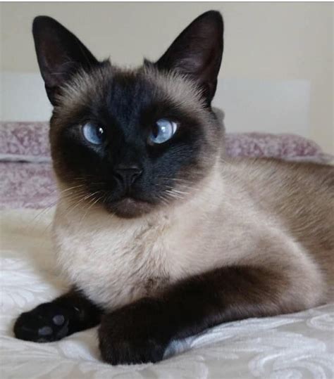 Blue Eyed Siamese Cat Siamese Kittens Cat Breeds Siamese Cats