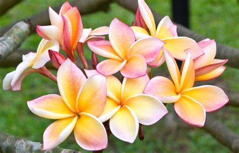 The climate in south america varies from the atacama desert in chile to the largest rainforest, the amazon rainforest. 5 Most Beautiful Myanmar Flowers | Sanctum Inle Resort