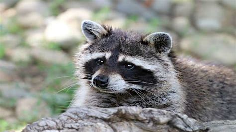 Covid 19 Found In Raccoon Dogs In China Read Details World News