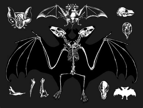 2 Headed Bat Skeleton From Craig Horky Dark Fantasy Art Bat Skeleton