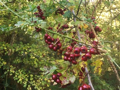 Hawthorn Foraging And Using For Heart And Immunity Care Milkwood