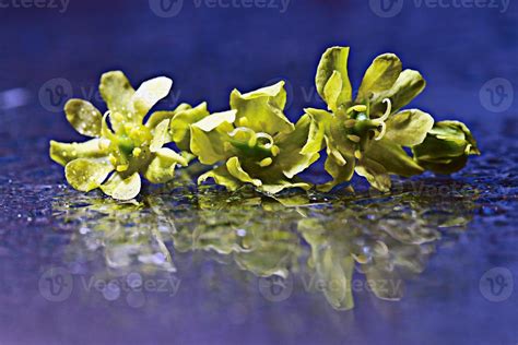 Yellow Flowers Reflected Spray Water 1367654 Stock Photo At Vecteezy