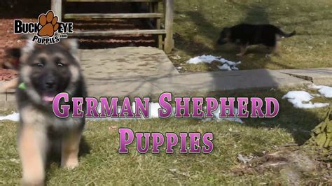 The sire is va figo di casa caputi ipo3 kkl1. German Shepherd Puppies - YouTube