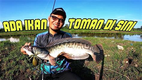 Contextual translation of ikan toman into english. DI SINI ADA IKAN TOMAN MALAYSIA - YouTube