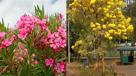 Karena alasan itu, bunga ini pun dijadikan bunga nasional indonesia dengan julukan puspa bangsa. Bunga Jepun Oleander, Tanaman Hias Populer di Indonesia yang Ternyata Paling Mematikan - Tribun ...