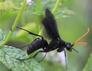 Unknown Insect Wasp Entypus Fulvicornis Bugguidenet