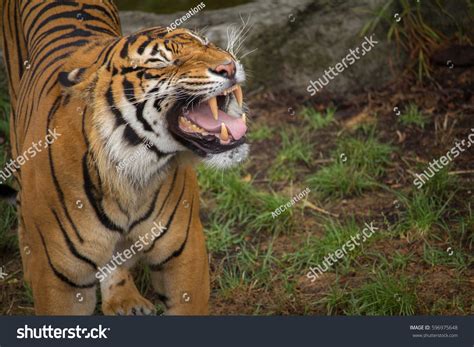 Sumatran Tiger Baring His Teeth Horizontal Stock Photo 596975648