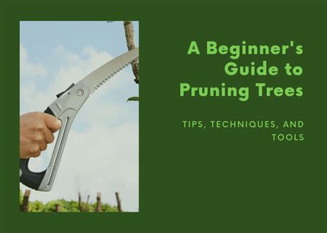 A Beginners Guide To Pruning Trees Tips Techniques And Tools