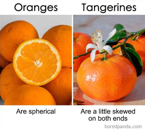 Orange Clementine Tangerine Difference Storeser