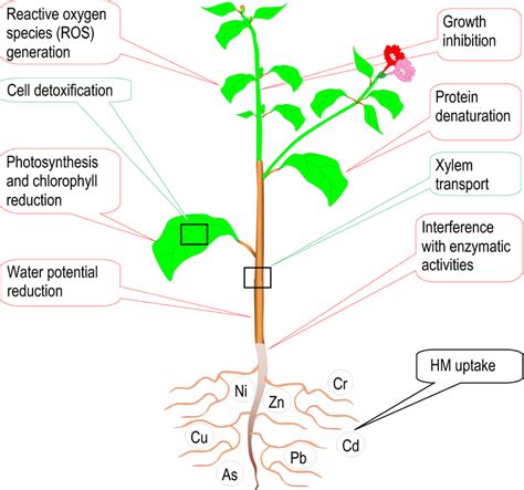 Heavy Metal Toxicity In Plants And Their Tolerance Download