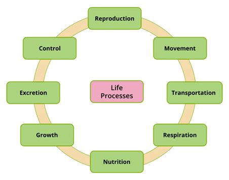 Life Processes Class Th Biology Cbse Guides