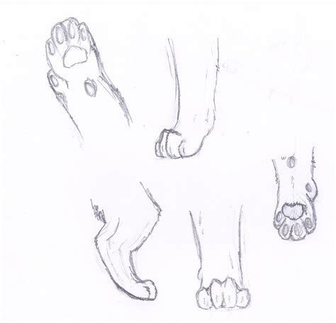 Cat Feet Anatomy Anatomical Charts And Posters
